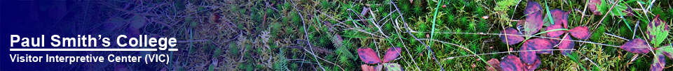 Adirondack Wildflowers:  Bunchberry (25 September 2011)
